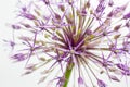 Single allium flower isolated on light background Royalty Free Stock Photo