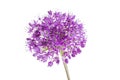 Single allium flower isolated on white background Royalty Free Stock Photo