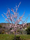 Single almond tree blossom in pink flowers in spring in Spain Royalty Free Stock Photo