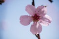 Single almond tree blossoms Royalty Free Stock Photo