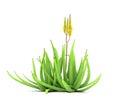 Single Aloe Vera Royalty Free Stock Photo