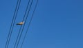 Single alone bird sitting on power cables outdoors. Royalty Free Stock Photo