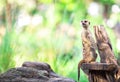 Single alone and cute meerkat stand on dry branch with blur copy Royalty Free Stock Photo