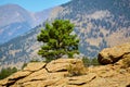 Single alone pine tree isolated on rock mountains with mountain wall in background Royalty Free Stock Photo