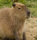 Single / alone sitting capybara