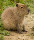 Single / alone sitting capybara