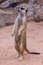 Single or alone Slender-Tailed Meerkats Suricata suricatta Royalty Free Stock Photo