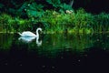 Single alone swan slowly swim on lake at green edge. Profile s