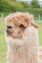 Single alpaca showing its thick fleece