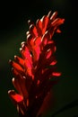Showy Red Ginger bracts close up. Royalty Free Stock Photo