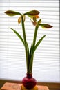 Single amaryllis wax bulb with two flower blossoms Royalty Free Stock Photo