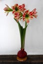 Single amaryllis wax bulb with two flower blossoms Royalty Free Stock Photo