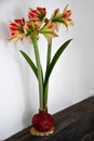 Single amaryllis wax bulb with two flower blossoms Royalty Free Stock Photo