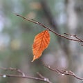 Single American Beech Tree Leaf on Twig in Autumn. Royalty Free Stock Photo