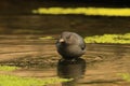 Single American Dipper standing in water with green algae Royalty Free Stock Photo