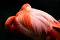 Single American Flamingo resting his head on his plumage