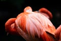 Single American Flamingo resting his head on his plumage