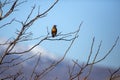 Single American Robin perching on a tree branch against a blue sky and snowy mountain Royalty Free Stock Photo