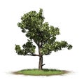 Single American Sycamore tree on a grass area