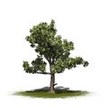 Single American Sycamore tree on a green area
