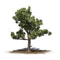 Single American Sycamore tree on a sand area