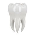 A detailed 3D rendering of a single human tooth with three roots and a smooth white surface on a white background Royalty Free Stock Photo