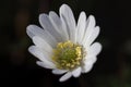 Single Anemone blanda alba flower isolated