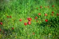 Single anemons in the meadow Royalty Free Stock Photo