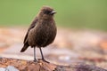 Single Ant eating chat close-up standing on a rock Royalty Free Stock Photo