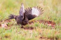 Single Ant eating chat close-up taking off from the ground Royalty Free Stock Photo