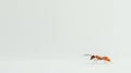 Red Ant Close-up on White Background, Macro Insect Photography, Small Creature Detail Royalty Free Stock Photo