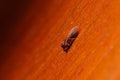 Single ant with wings, Formica extreme close up with high magnification, this ant is often a pest in houses, in a wooden Royalty Free Stock Photo