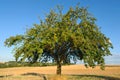 Single apple tree in mid-summer