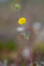 A single arctic cinquefoil flower growing on the tundra in central Nunavut, Canada