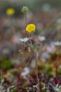 A single arctic cinquefoil flower growing on the tundra in central Nunavut, Canada