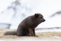 Single Arctic Fox at Hornstrandir Nature Reserve, Iceland Royalty Free Stock Photo