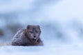 Single Arctic Fox in the snow at Hornstrandir Nature Reserve, Iceland