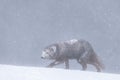 Single Arctic Fox walking in the snow at Hornstrandir Nature Reserve, Iceland