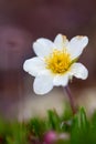 A single arctic mountain aven or alpine dryad flower in full bloom