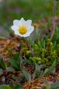 A single arctic mountain aven or alpine dryad flower in full bloom