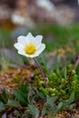 A single arctic mountain aven or alpine dryad flower in full bloom