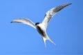 A single Arctic tern against the blue sky