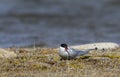 Single Arctic Tern sitting on the arctic tundra and looking around, near Arviat