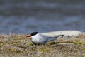 Single Arctic Tern sitting on the arctic tundra and looking around, near Arviat