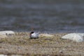 Single Arctic Tern sitting on the arctic tundra, near Arviat