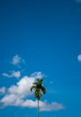 areca tree with blue sky Royalty Free Stock Photo