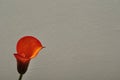 A single Arum lilly