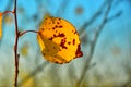 A single aspen leaf on a branch. A breeze will blow and autumn will end.