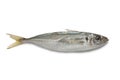 Single Atlantic horse mackerel Royalty Free Stock Photo