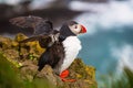 Single atlantic puffin